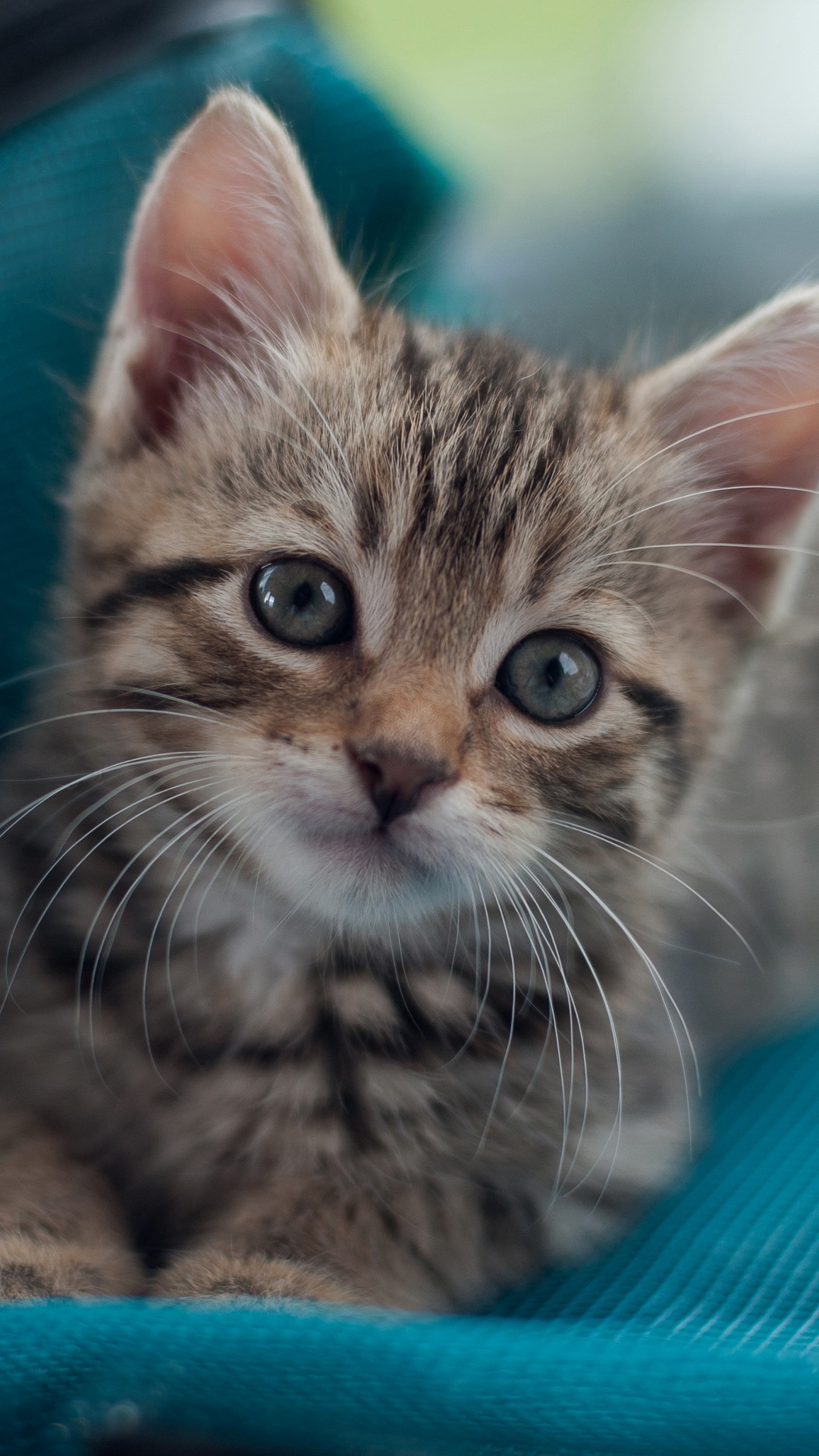 Cat, Kitten, Felidae, Carnivore, Small to Medium Sized Cats. Wallpaper in 1080x1920 Resolution
