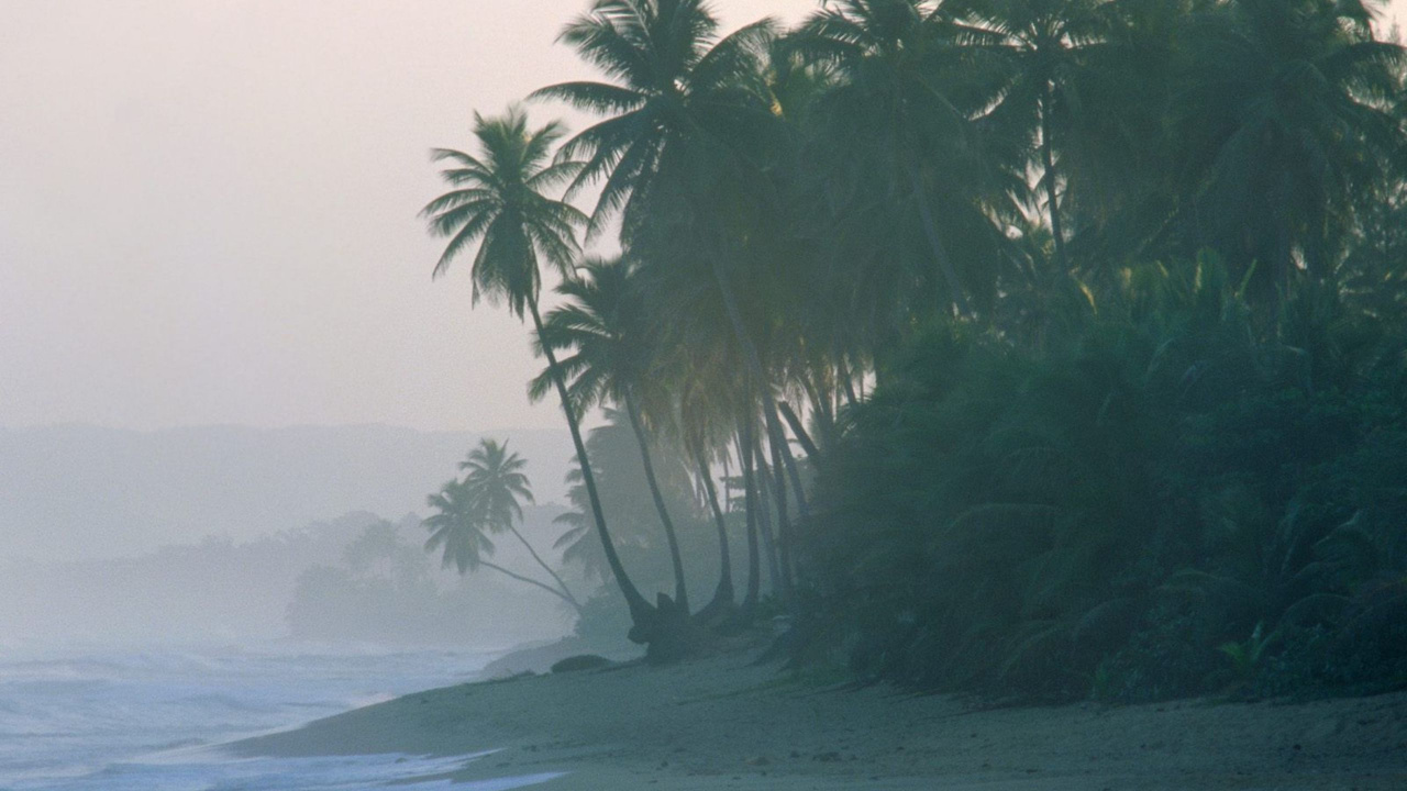 Palmera Verde en la Orilla de la Playa Durante el Día. Wallpaper in 1280x720 Resolution
