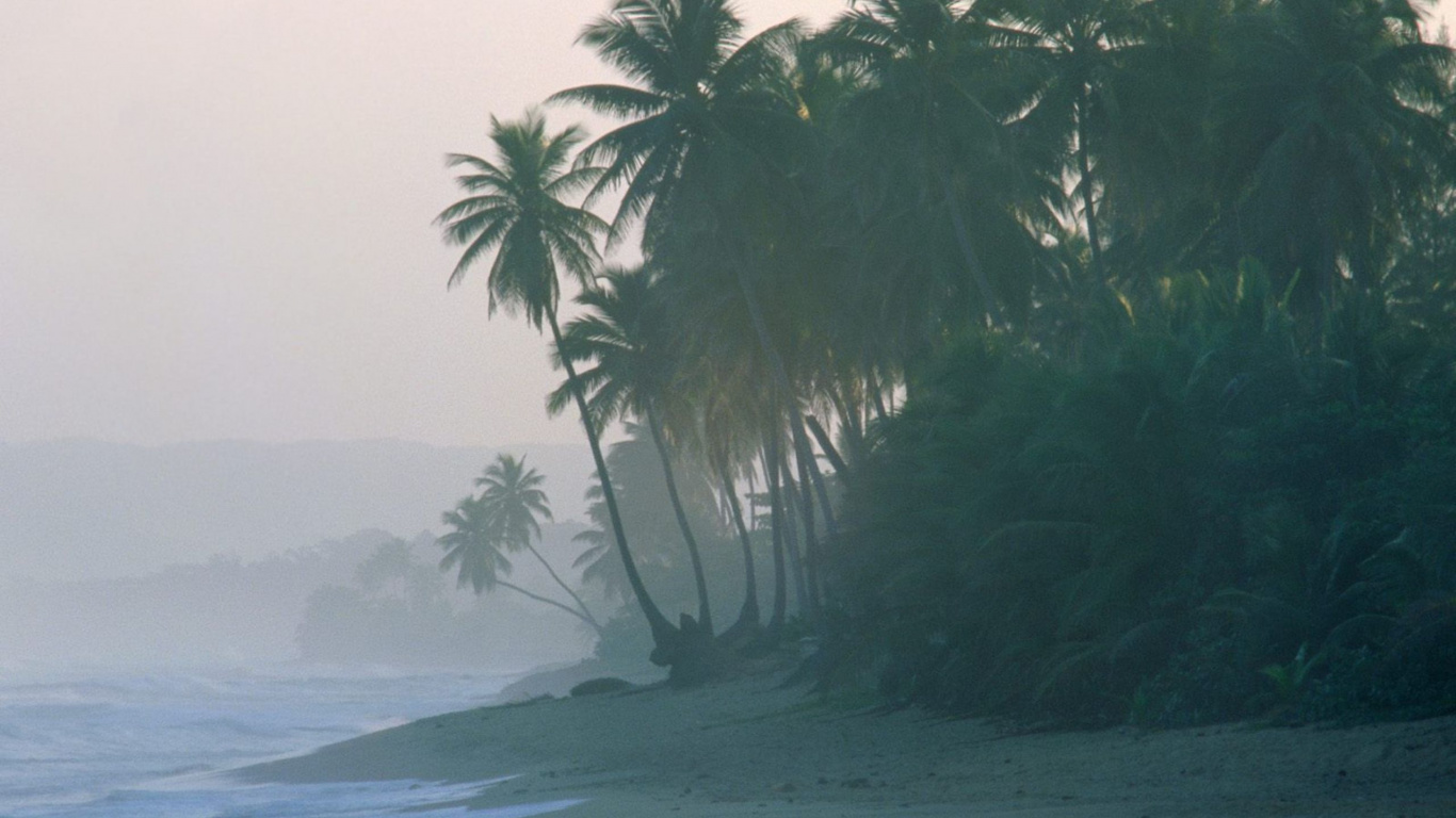 Palmera Verde en la Orilla de la Playa Durante el Día. Wallpaper in 1366x768 Resolution