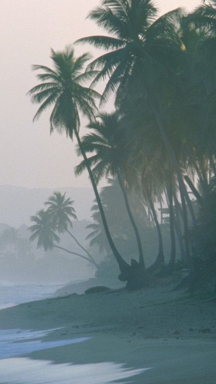 Green Palm Tree on Beach Shore During Daytime. Wallpaper in 720x1280 Resolution