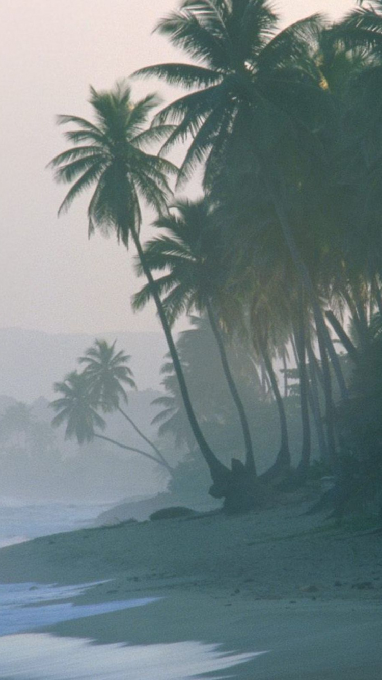 Green Palm Tree on Beach Shore During Daytime. Wallpaper in 750x1334 Resolution