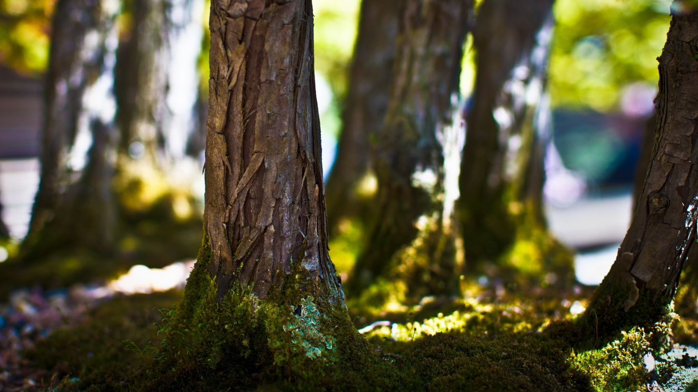 Brown Tree Trunk in Close up Photography. Wallpaper in 1366x768 Resolution