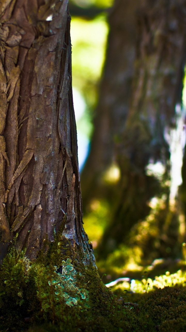 Brown Tree Trunk in Close up Photography. Wallpaper in 720x1280 Resolution