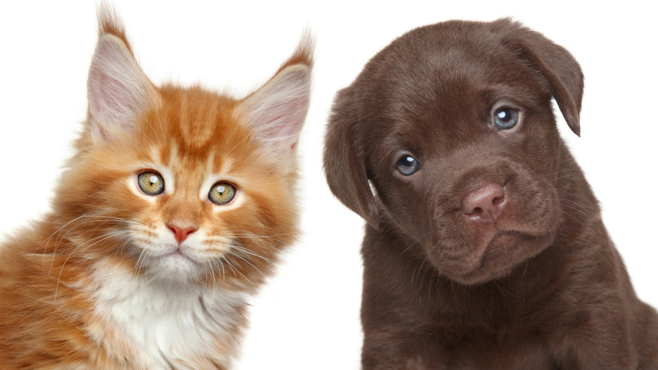Orange Tabby Cat Beside Black Short Coated Puppy. Wallpaper in 1280x720 Resolution