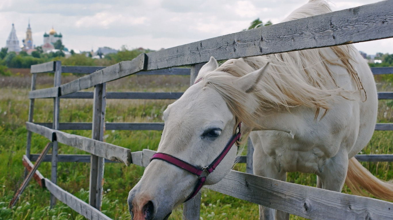 White Horse on Green Grass Field During Daytime. Wallpaper in 1366x768 Resolution