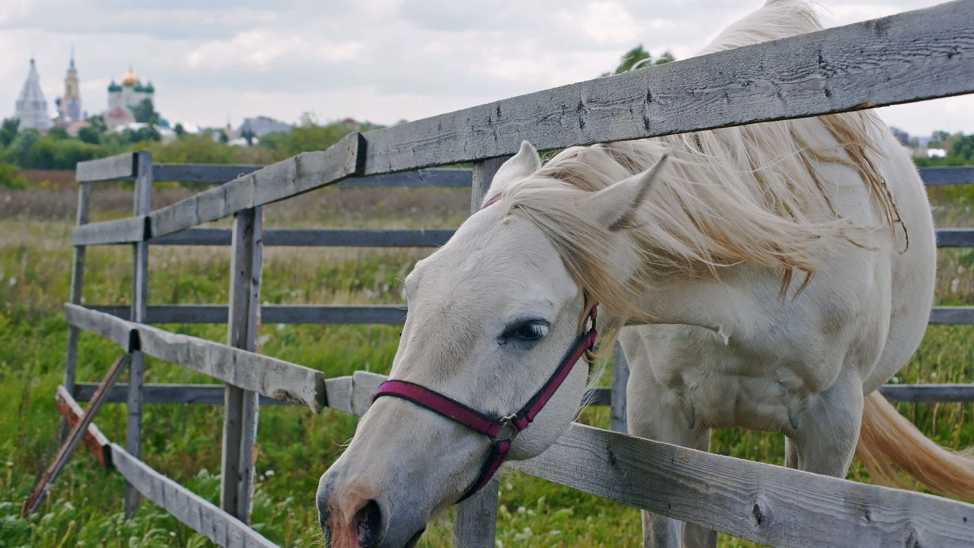 White Horse on Green Grass Field During Daytime. Wallpaper in 1920x1080 Resolution
