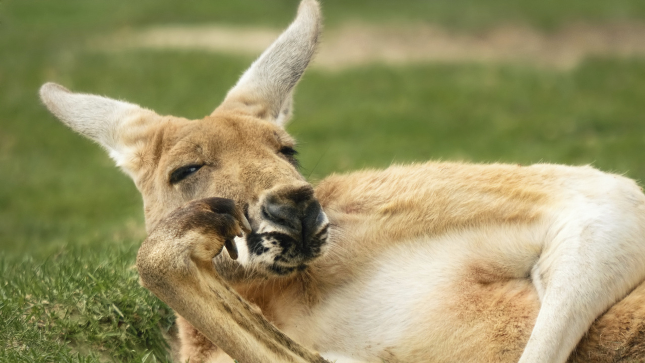 Kangaroo, Terrestrial Animal, Wildlife, Snout, Grasses. Wallpaper in 1280x720 Resolution