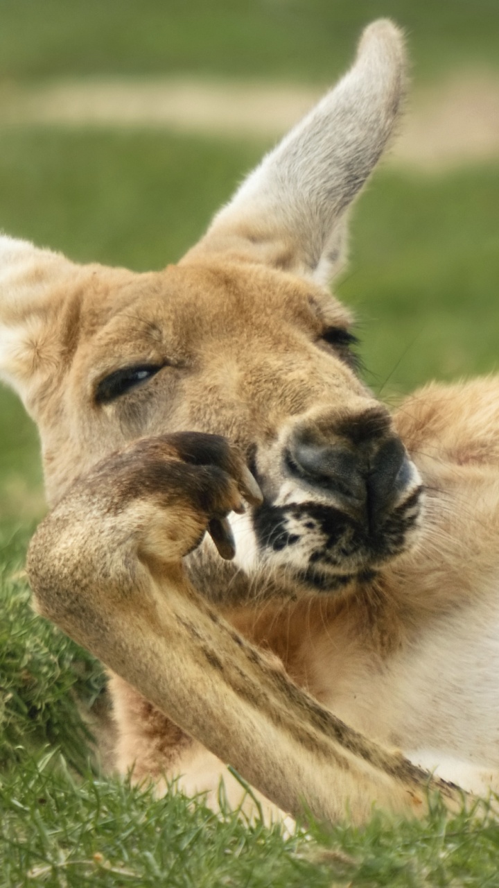 Canguro, Los Animales Terrestres, Fauna, Marsupial, Roo. Wallpaper in 720x1280 Resolution