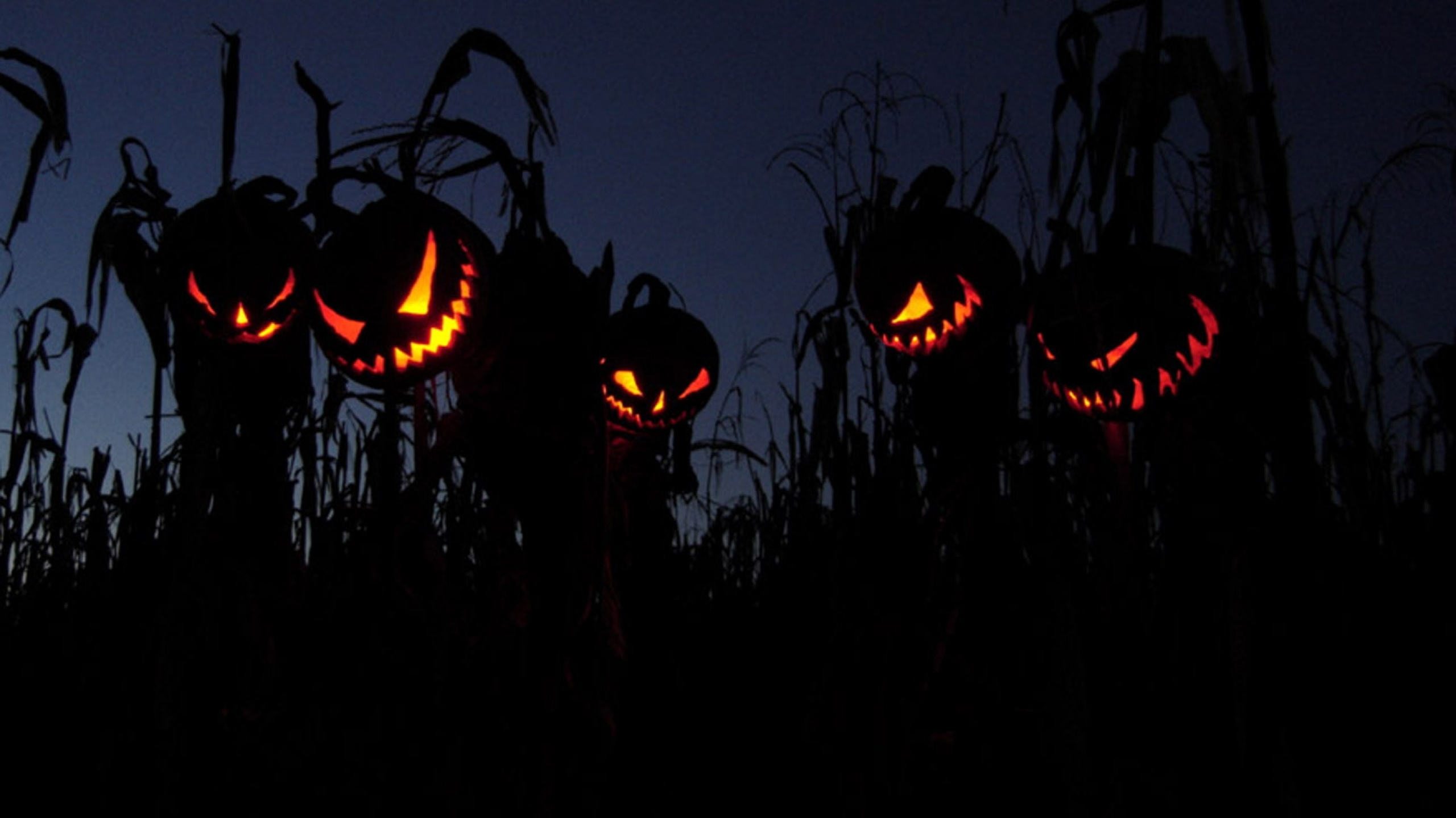 Noches De Terror De Halloween, Medianoche, Horror, Halloween, Jack O'lantern. Wallpaper in 2560x1440 Resolution