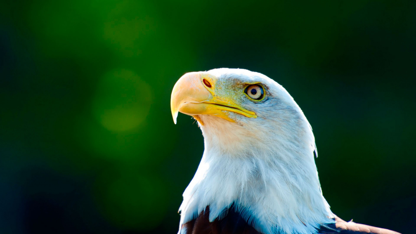 Weißer Und Blauer Adler in Nahaufnahme. Wallpaper in 1366x768 Resolution
