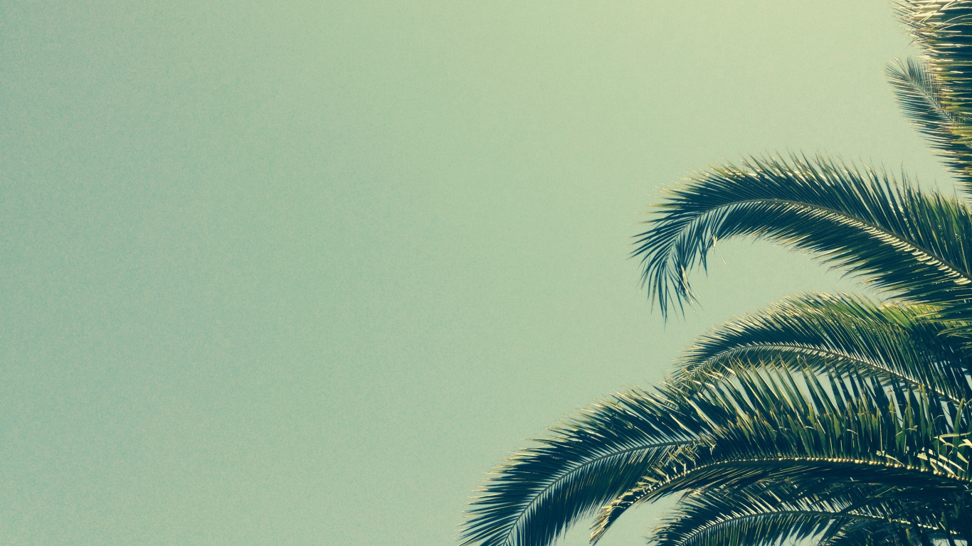 Palmera Verde Bajo un Cielo Azul Durante el Día. Wallpaper in 1366x768 Resolution