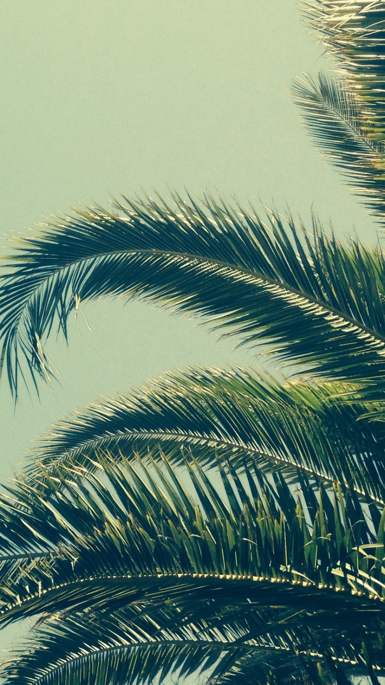 Palmera Verde Bajo un Cielo Azul Durante el Día. Wallpaper in 750x1334 Resolution