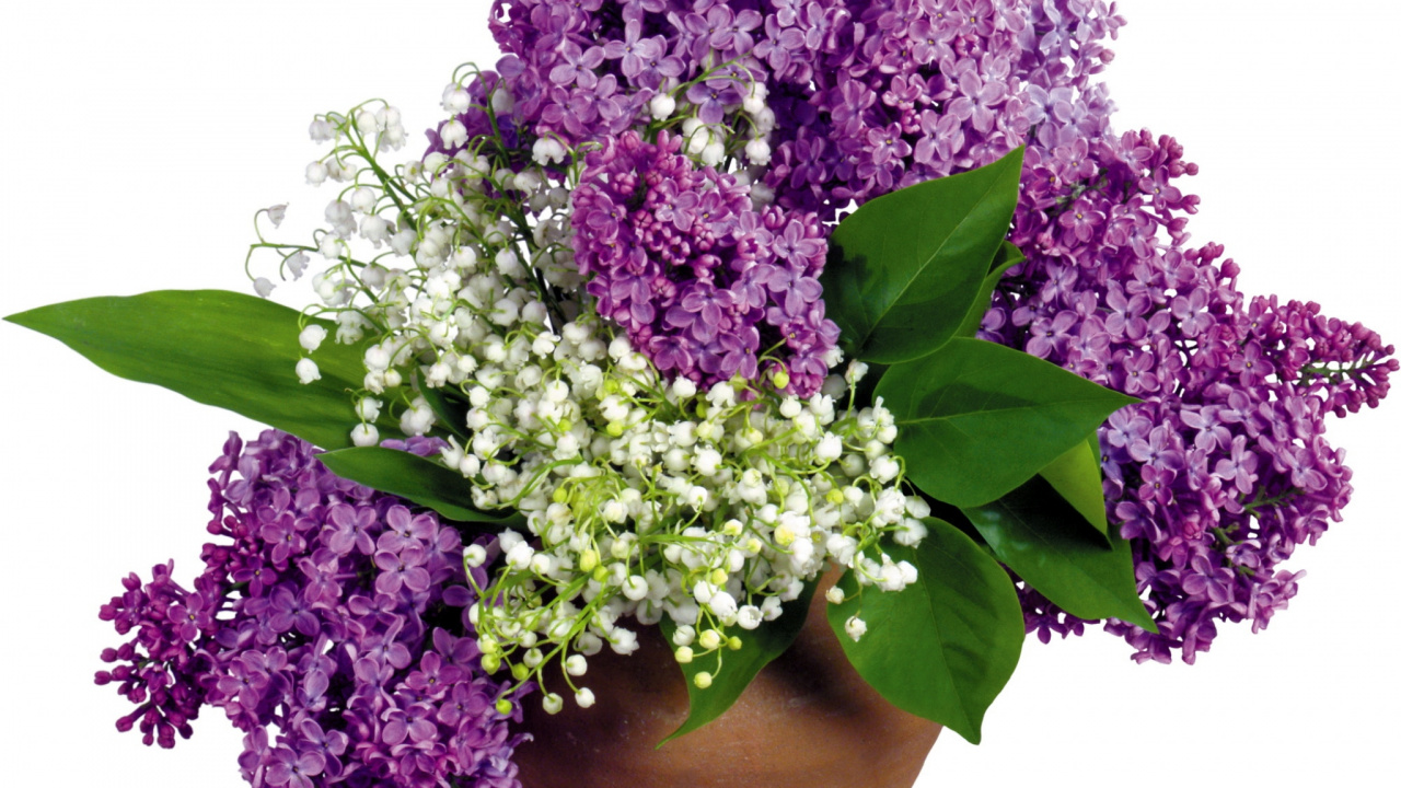 Fleurs Violettes Sur Vase Marron. Wallpaper in 1280x720 Resolution