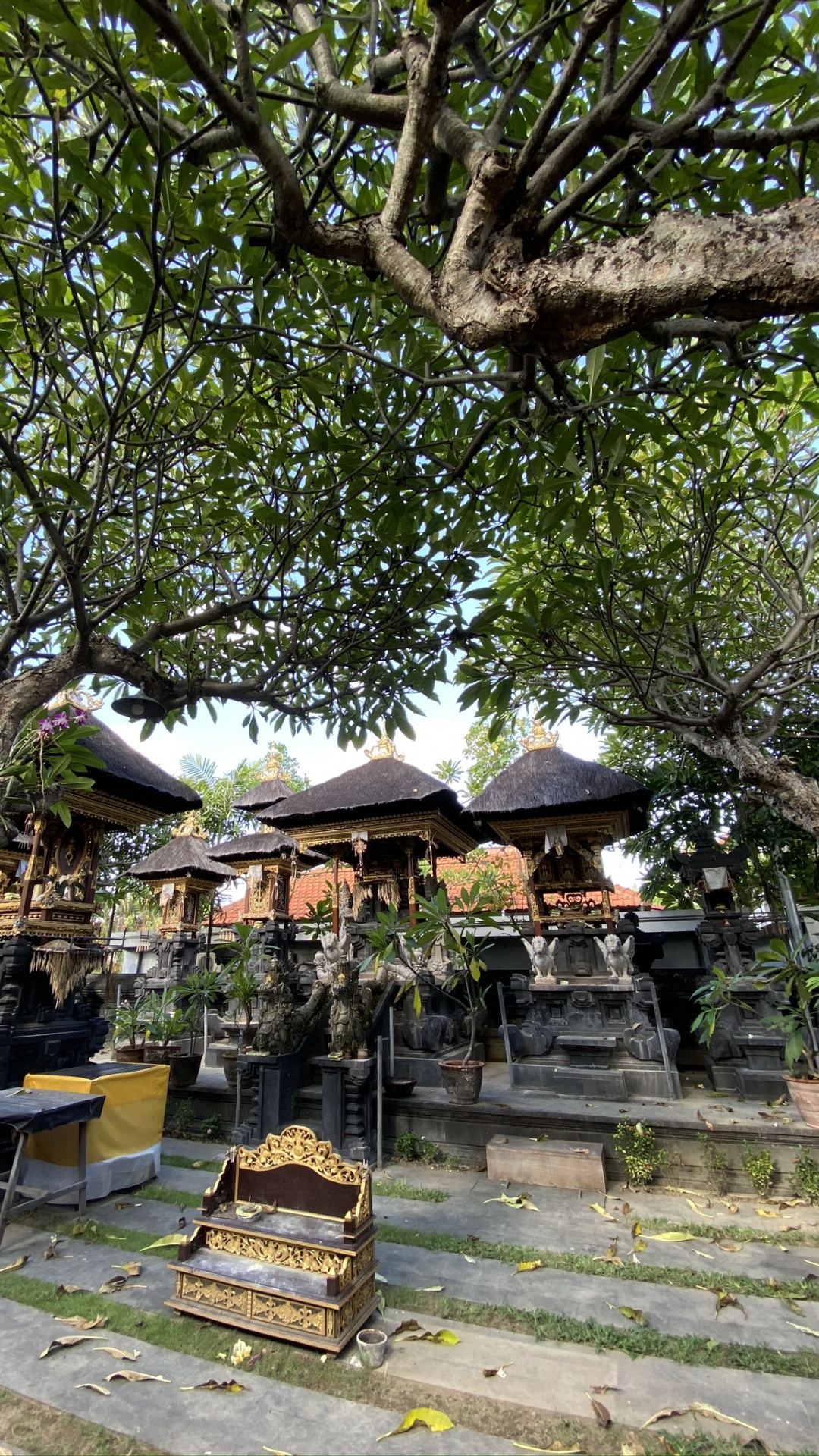 Bali, Baum, Wissenschaft, Biologie, Branch. Wallpaper in 1080x1920 Resolution