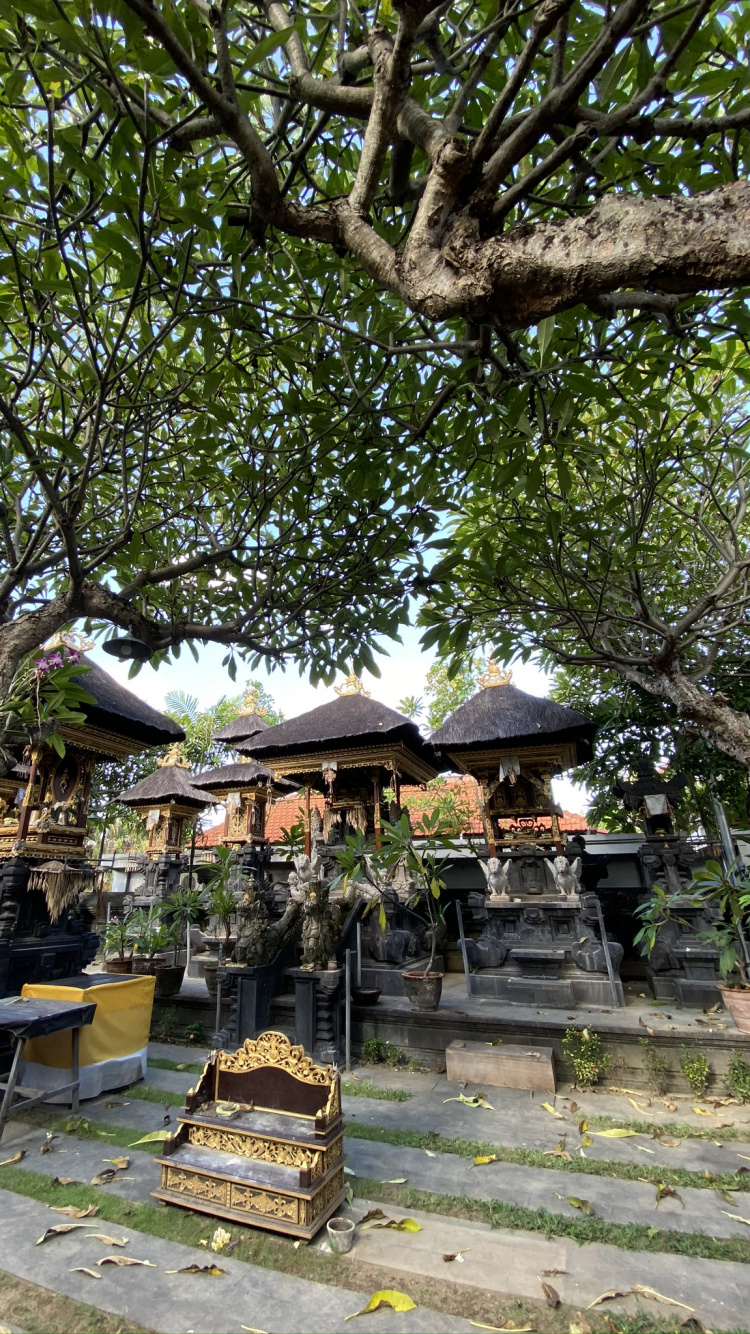 Bali, Ciencia, Biología, Sucursal, Muebles de Exterior. Wallpaper in 750x1334 Resolution