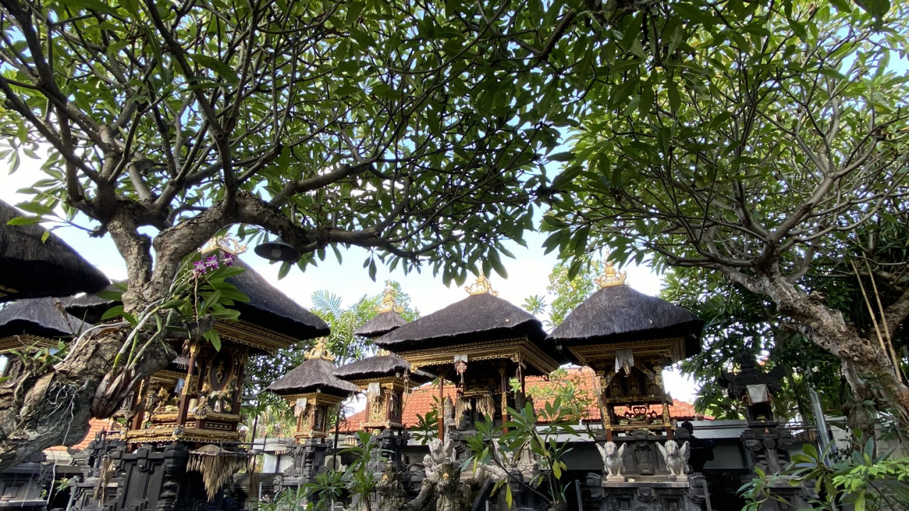 Bali, Tree, Science, Biology, Branch. Wallpaper in 1280x720 Resolution