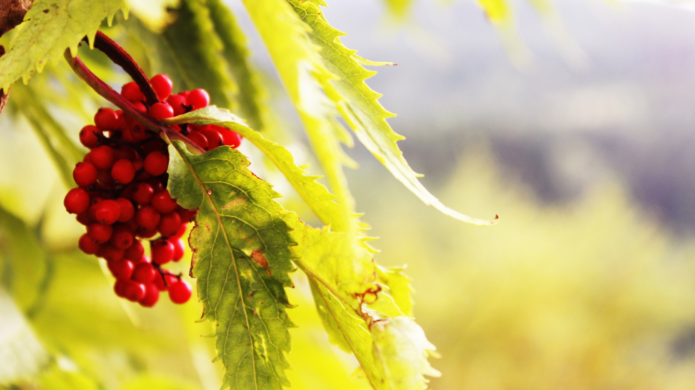 Red Round Fruits on Green Plant. Wallpaper in 1366x768 Resolution
