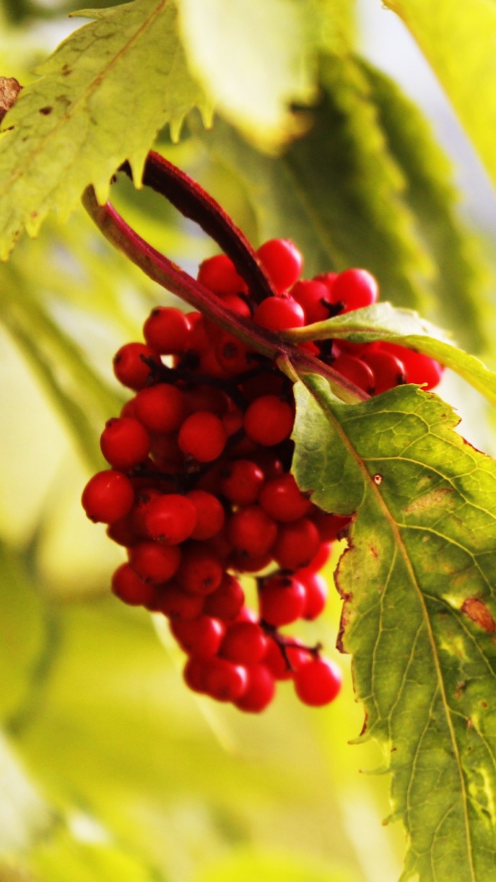 Red Round Fruits on Green Plant. Wallpaper in 720x1280 Resolution