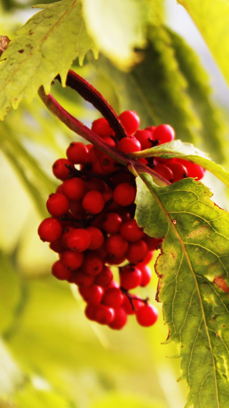 Red Round Fruits on Green Plant. Wallpaper in 750x1334 Resolution