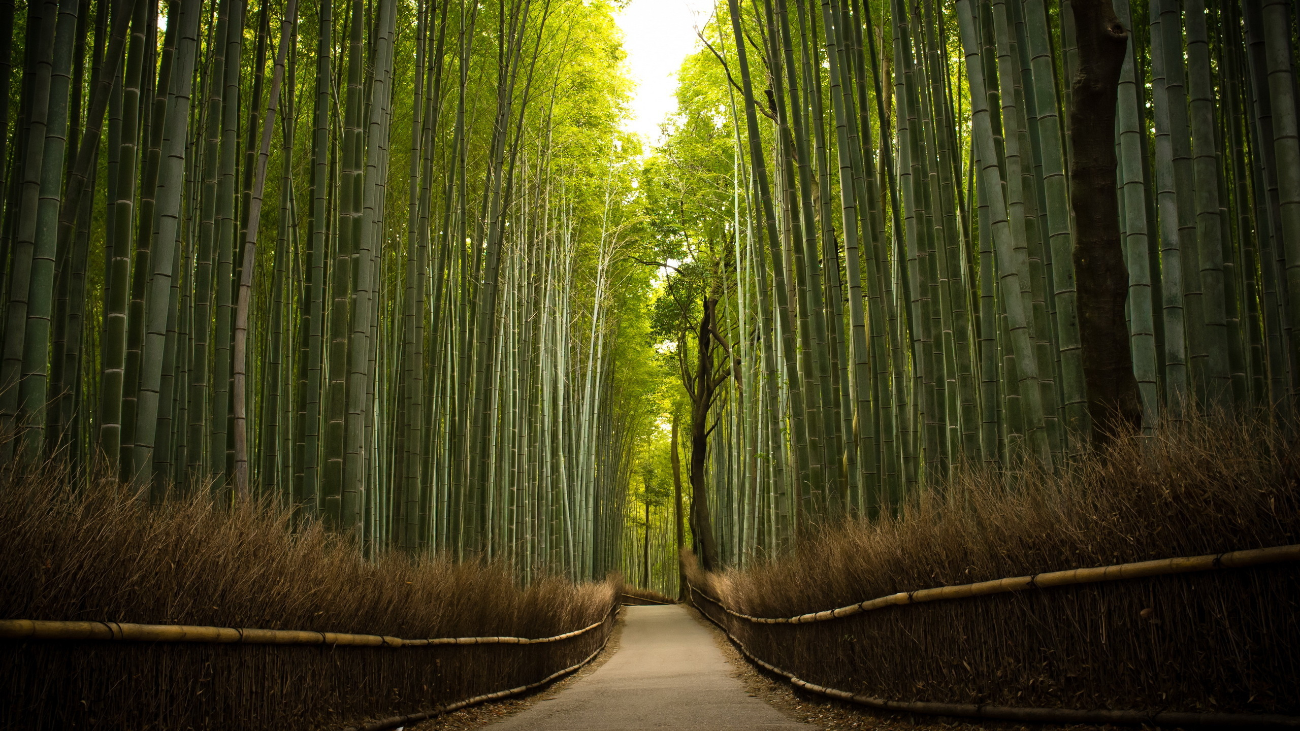 Camino Entre Árboles de Bambú Verde. Wallpaper in 2560x1440 Resolution