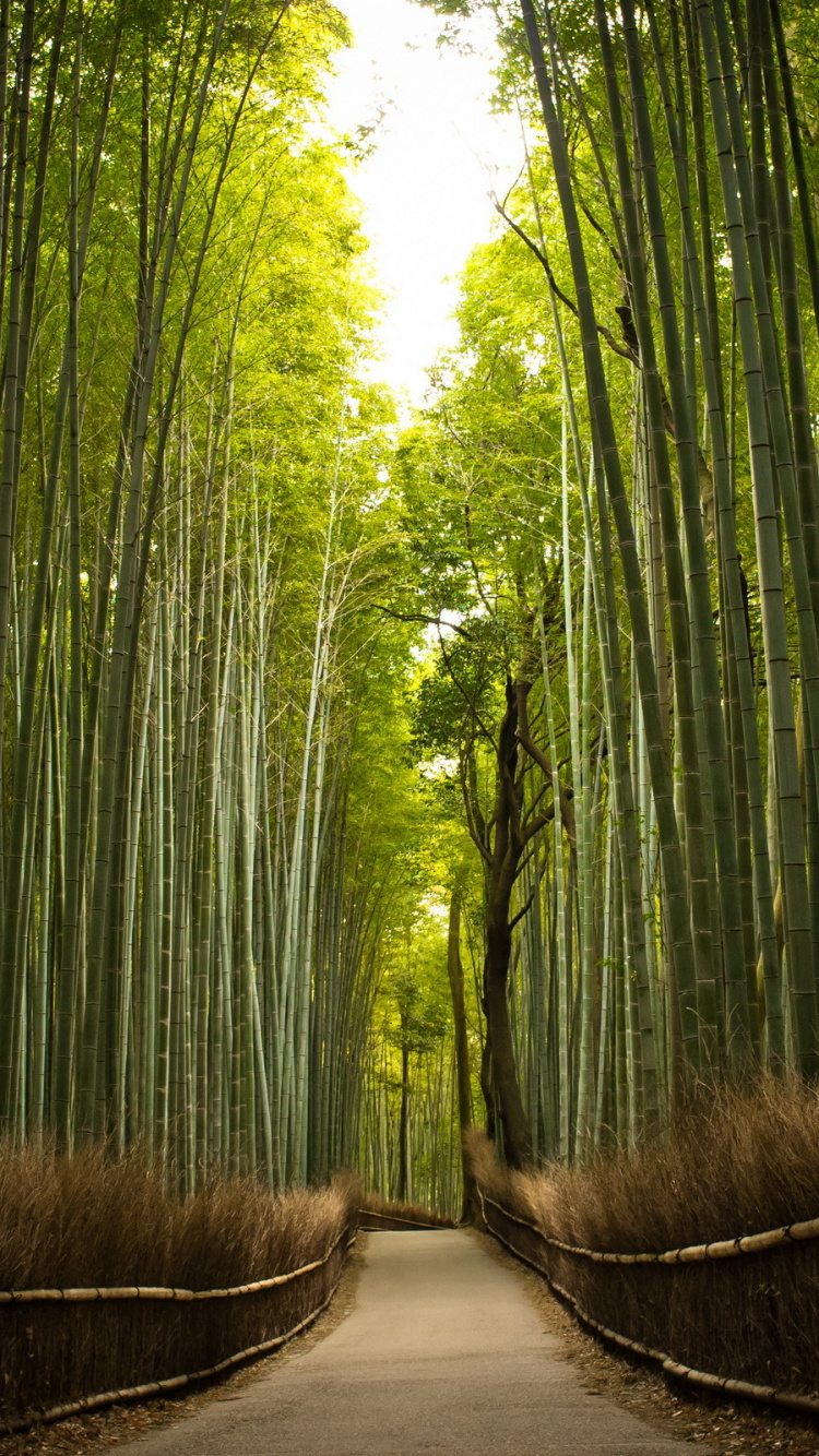 Camino Entre Árboles de Bambú Verde. Wallpaper in 750x1334 Resolution