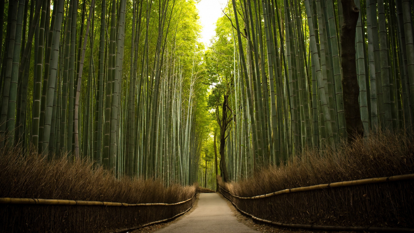 Pathway Between Green Bamboo Trees. Wallpaper in 1366x768 Resolution