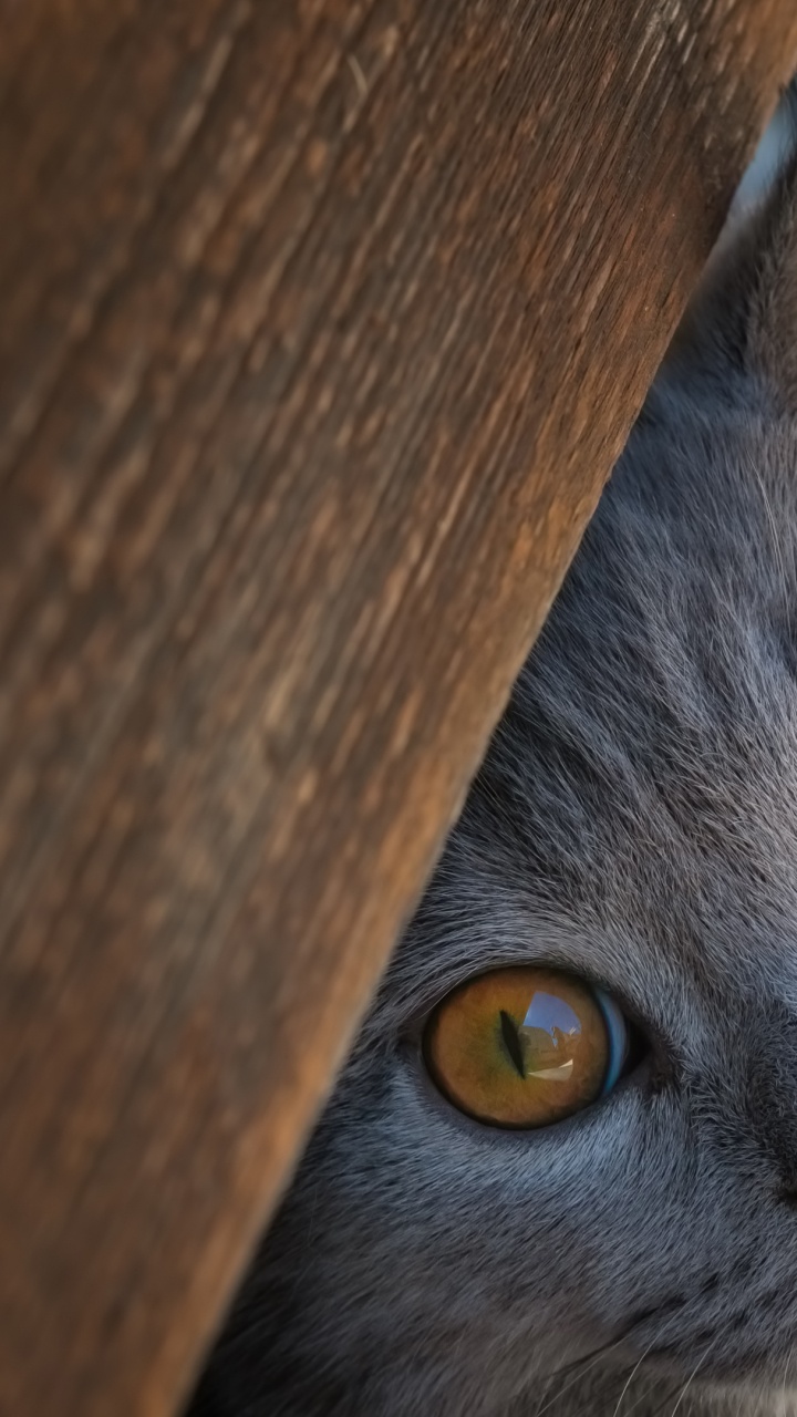 Gato, British Shorthair, Ragdoll, Gatito, Rex de Cornualles. Wallpaper in 720x1280 Resolution