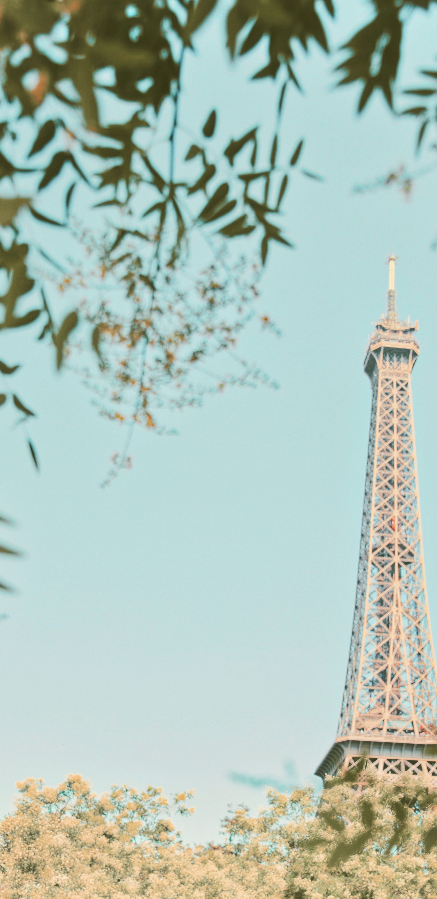 Torre Eiffel en París Durante el Día. Wallpaper in 1440x2960 Resolution