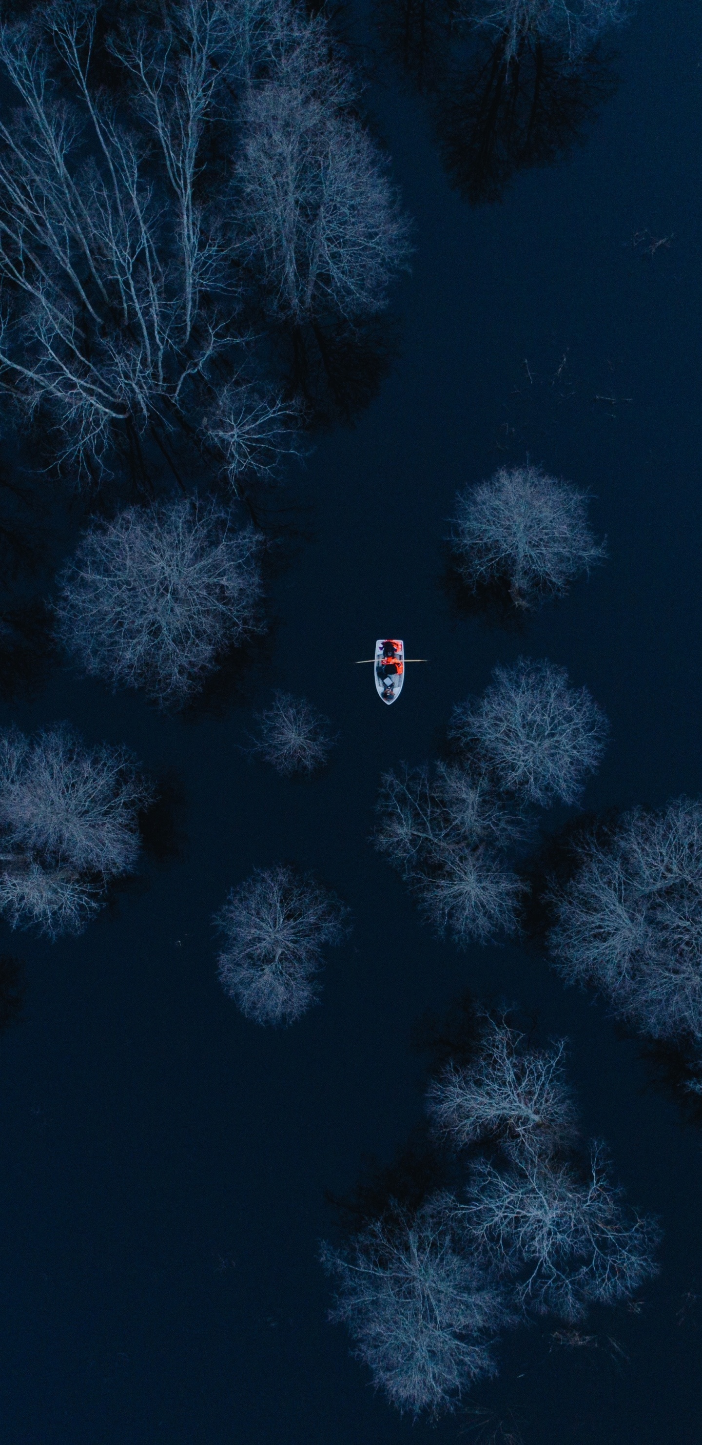 Weiße Schneebedeckte Bäume Während Der Nacht Night. Wallpaper in 1440x2960 Resolution