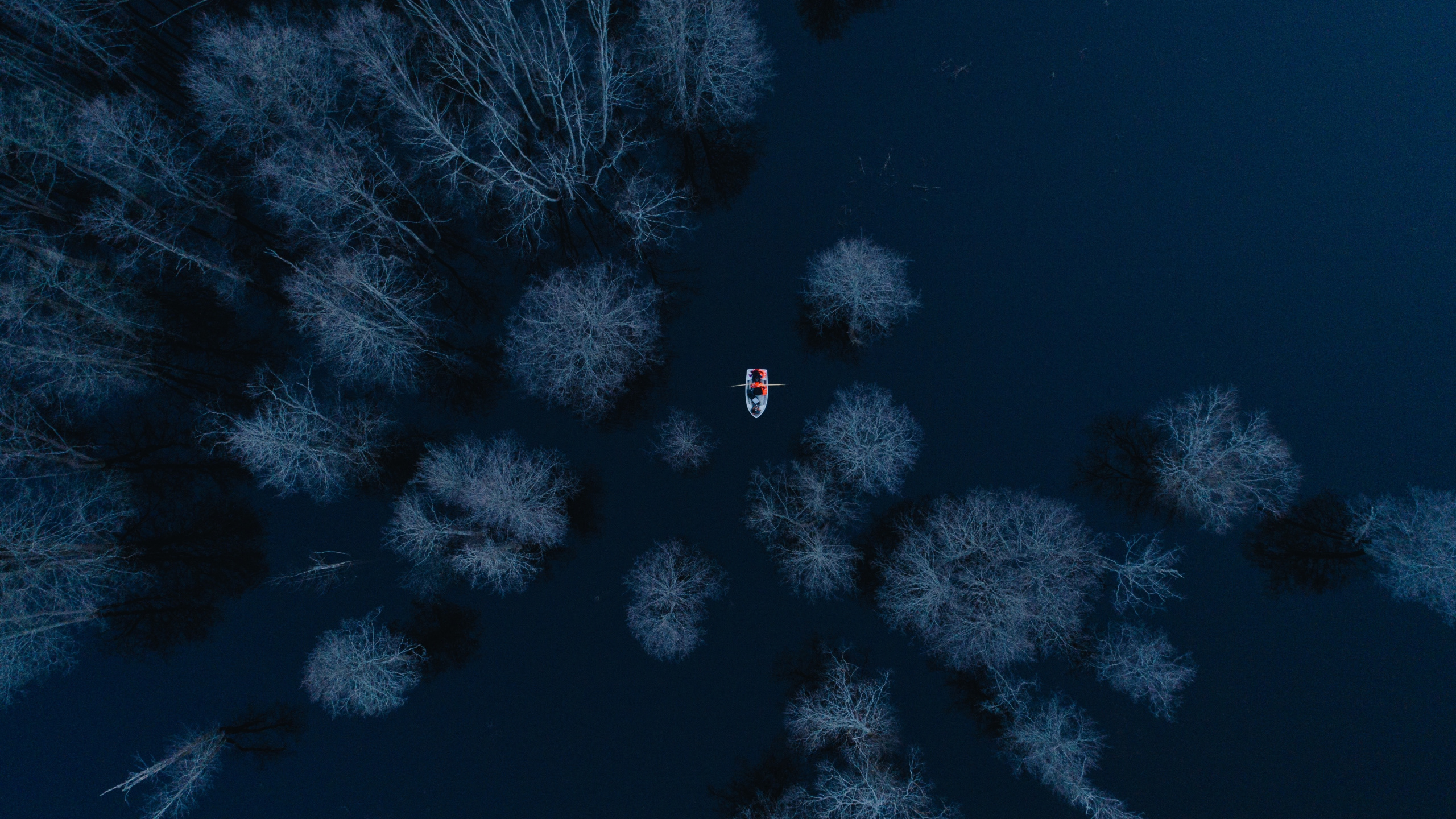 Weiße Schneebedeckte Bäume Während Der Nacht Night. Wallpaper in 2560x1440 Resolution