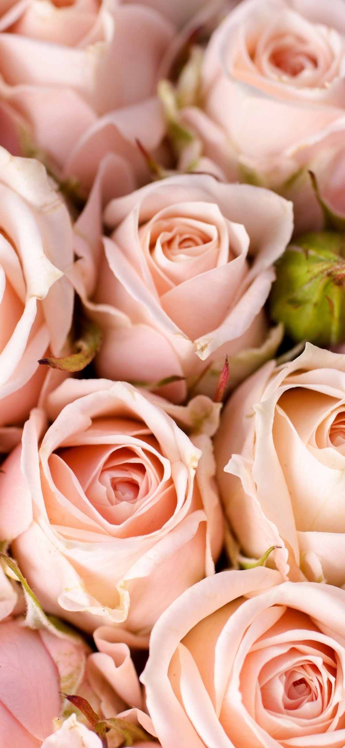 多花, 粉红色, 壁画, 玫瑰花园, 粉红色的花朵 壁纸 1125x2436 允许
