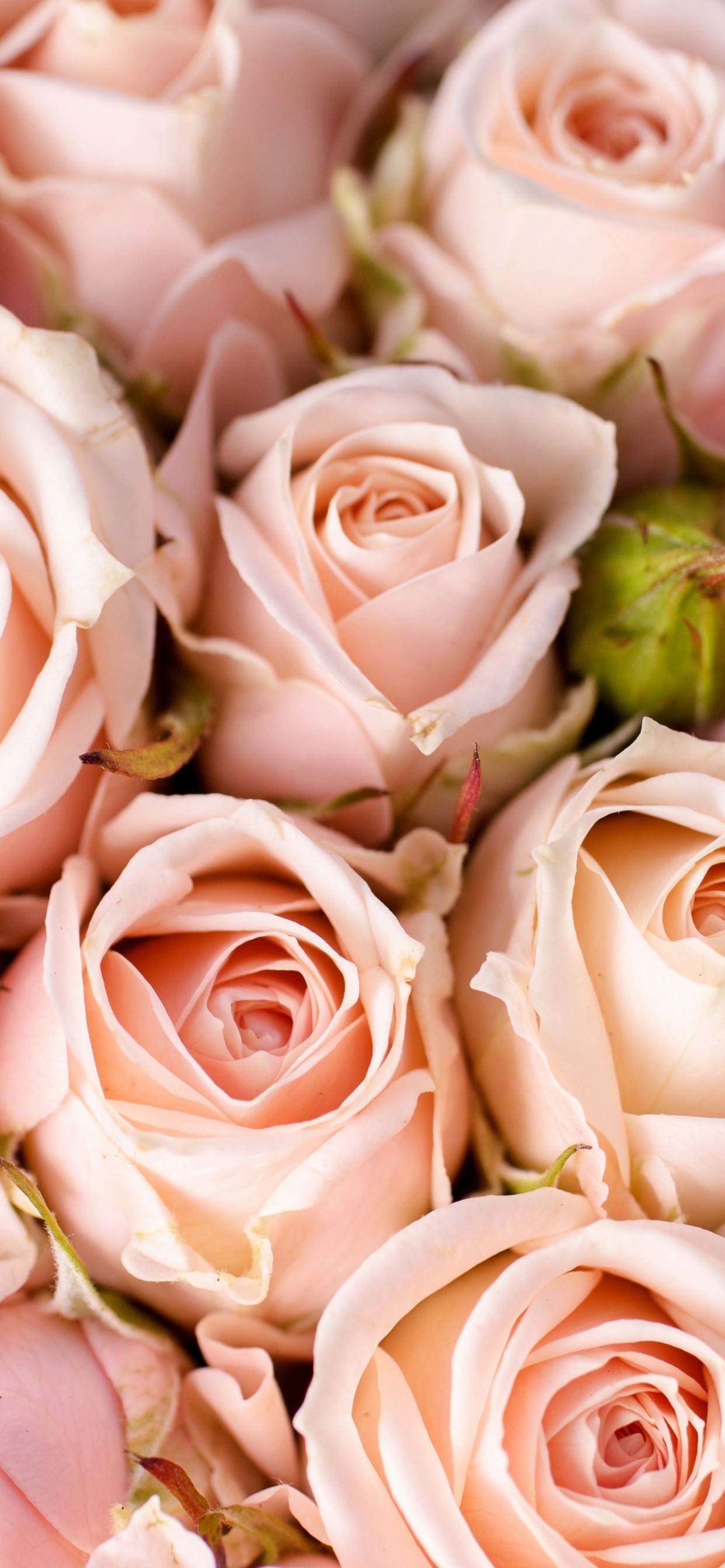 多花, 粉红色, 壁画, 玫瑰花园, 粉红色的花朵 壁纸 1242x2688 允许
