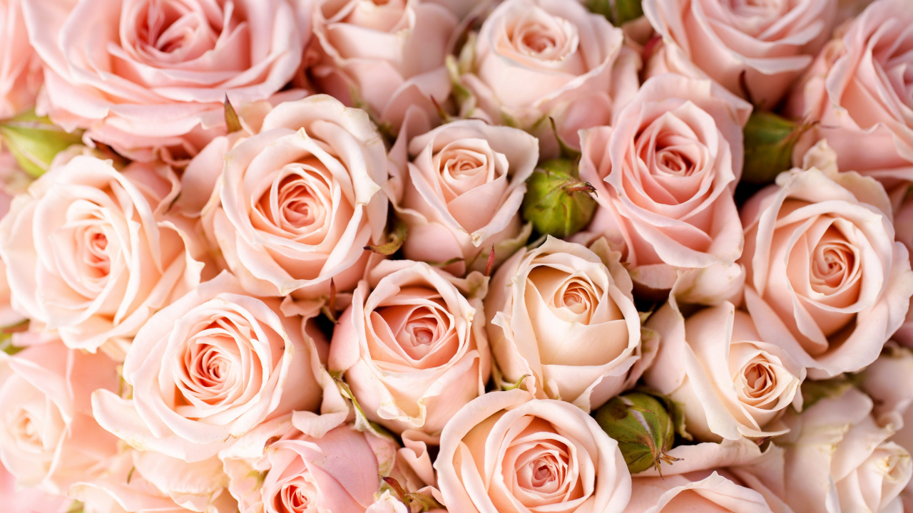 多花, 粉红色, 壁画, 玫瑰花园, 粉红色的花朵 壁纸 1280x720 允许