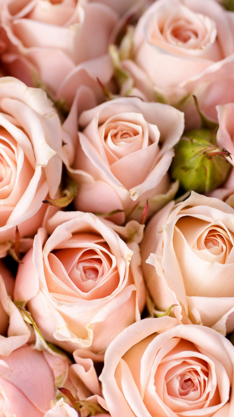 多花, 粉红色, 壁画, 玫瑰花园, 粉红色的花朵 壁纸 750x1334 允许