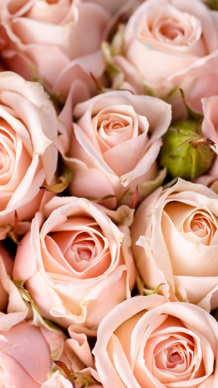 Pink Roses in Close up Photography. Wallpaper in 720x1280 Resolution