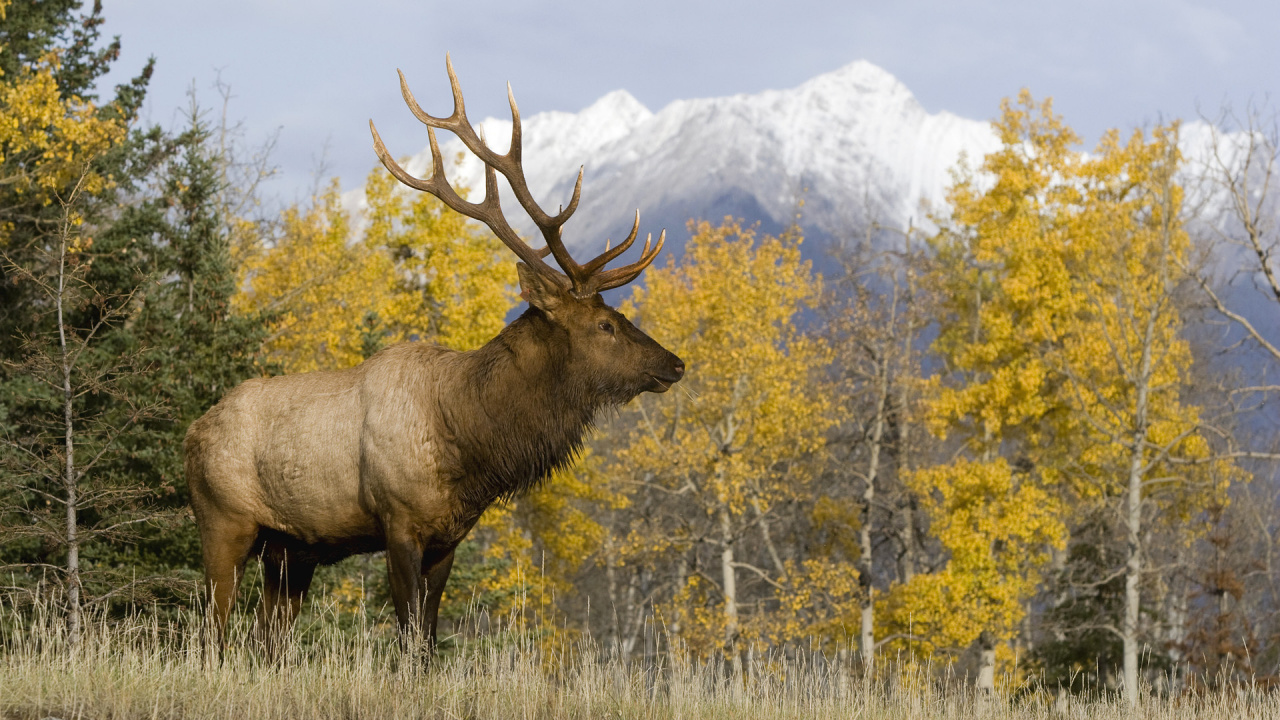 Brown Deer on Brown Grass Field During Daytime. Wallpaper in 1280x720 Resolution