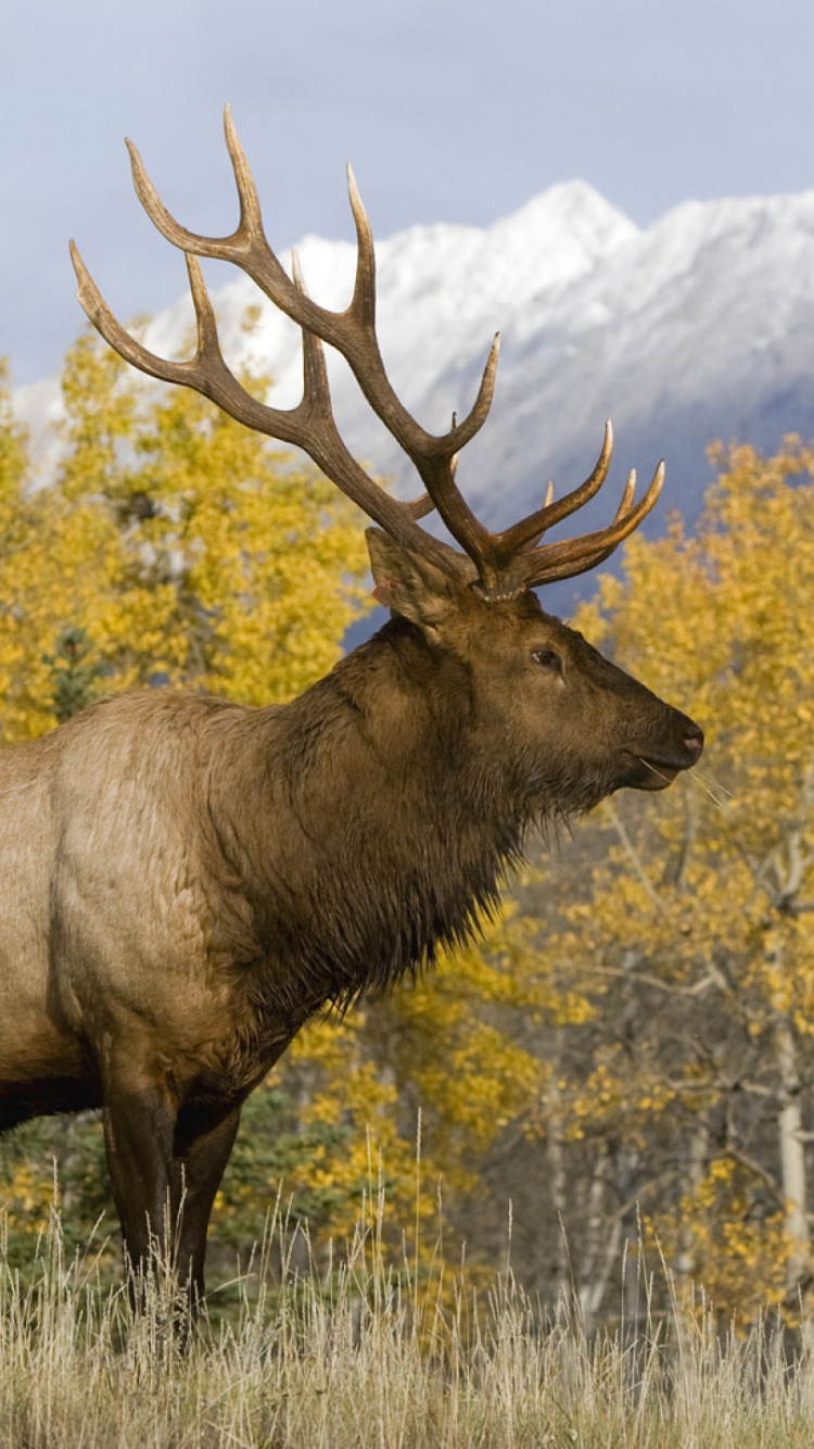 Brown Deer on Brown Grass Field During Daytime. Wallpaper in 750x1334 Resolution