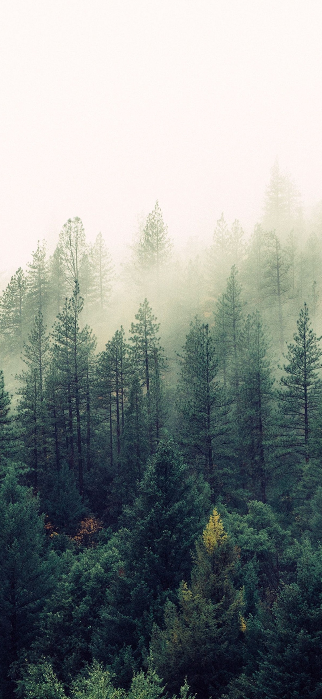 Forêt, Nature, Brouillard, Ciel, L'épinette Sapin de la Forêt. Wallpaper in 1125x2436 Resolution