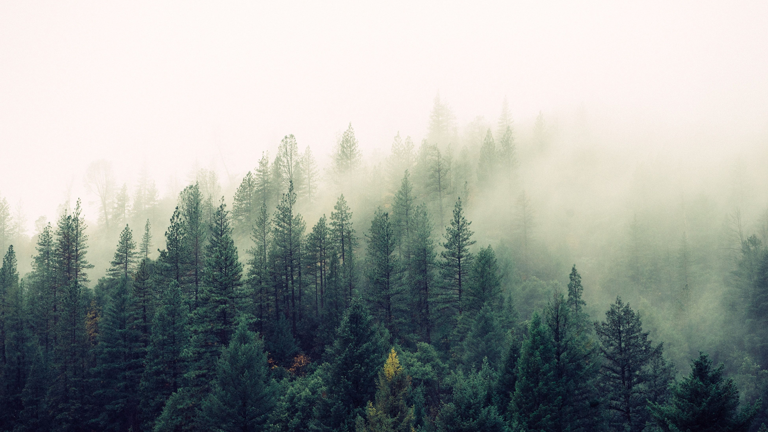Forêt, Nature, Brouillard, Ciel, L'épinette Sapin de la Forêt. Wallpaper in 2560x1440 Resolution