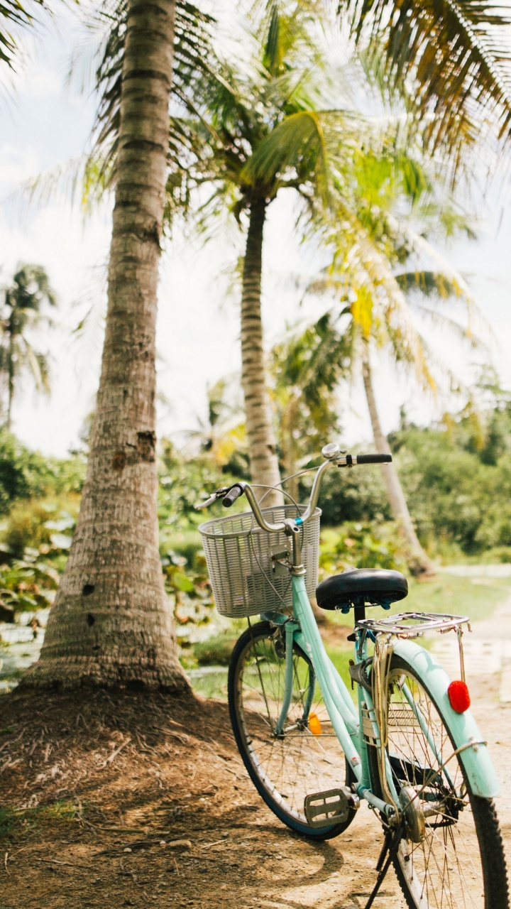 Vélo de Ville Bleu Garé à Côté D'un Palmier Pendant la Journée. Wallpaper in 720x1280 Resolution