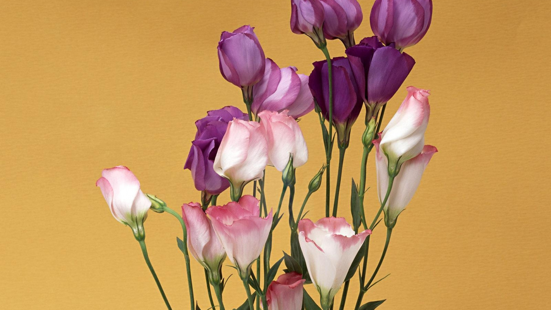 Rosa Und Weiße Tulpen Auf Gelb Gestrichenem Raum. Wallpaper in 1920x1080 Resolution