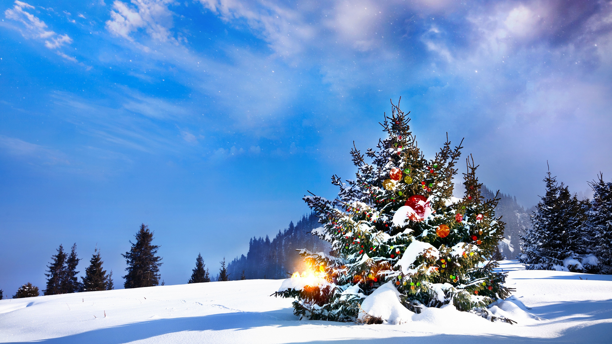 Christmas Tree, Christmas Day, Fir, Snow, Winter. Wallpaper in 2560x1440 Resolution