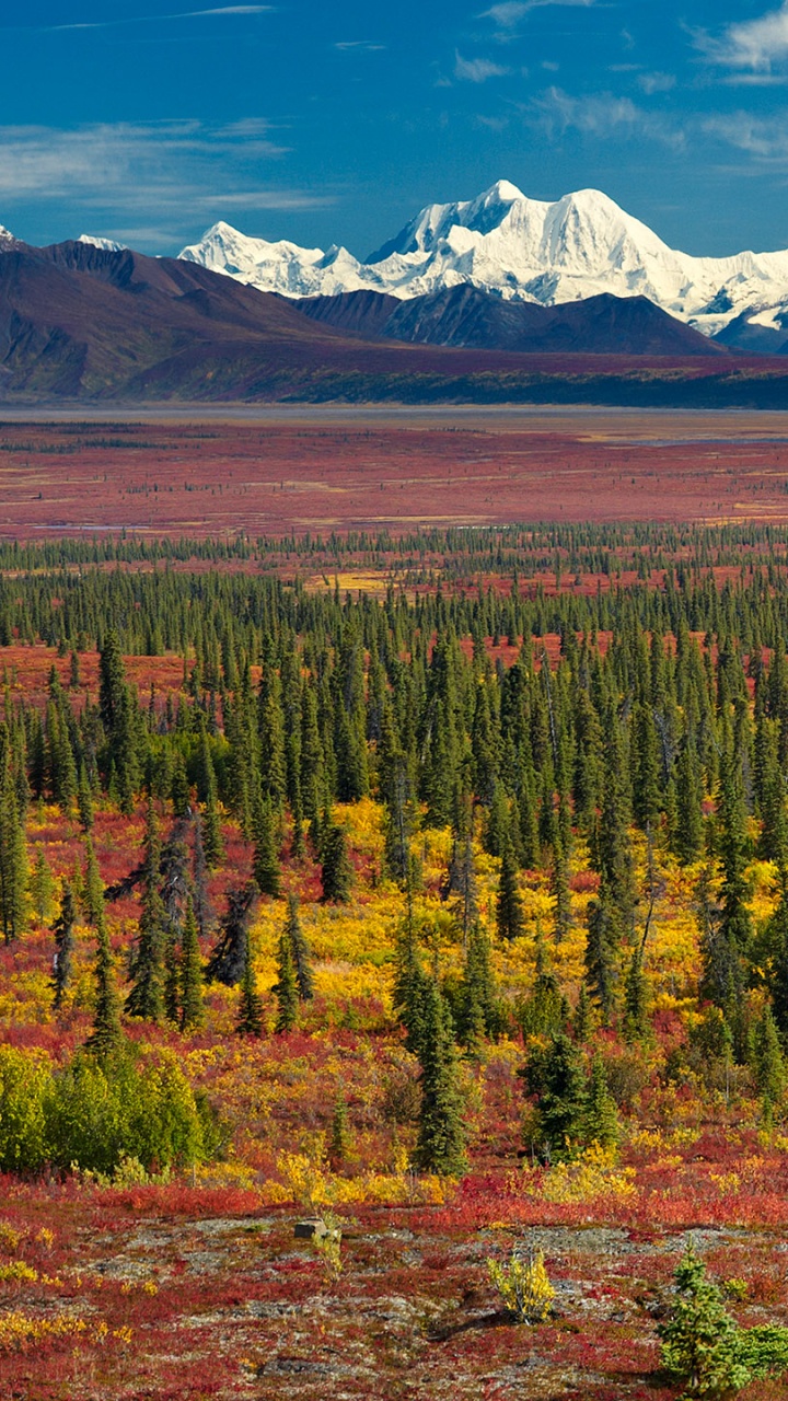 Árboles Verdes y Marrones Cerca de la Montaña Cubierta de Nieve Durante el Día. Wallpaper in 720x1280 Resolution