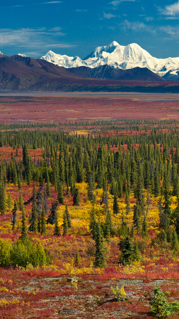 Árboles Verdes y Marrones Cerca de la Montaña Cubierta de Nieve Durante el Día. Wallpaper in 750x1334 Resolution