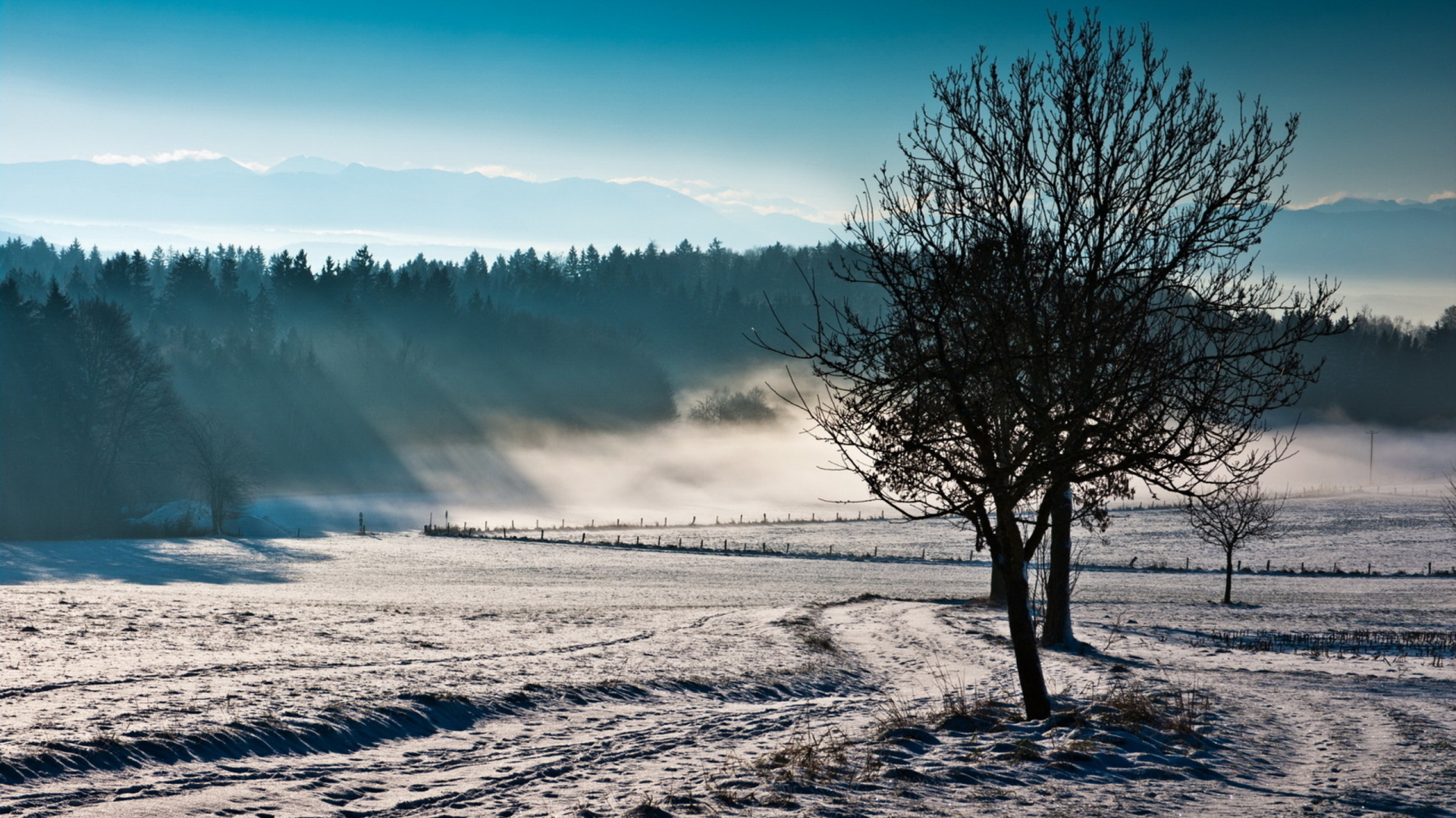Kahler Baum Auf Schneebedecktem Boden Unter Blauem Himmel Tagsüber. Wallpaper in 1920x1080 Resolution