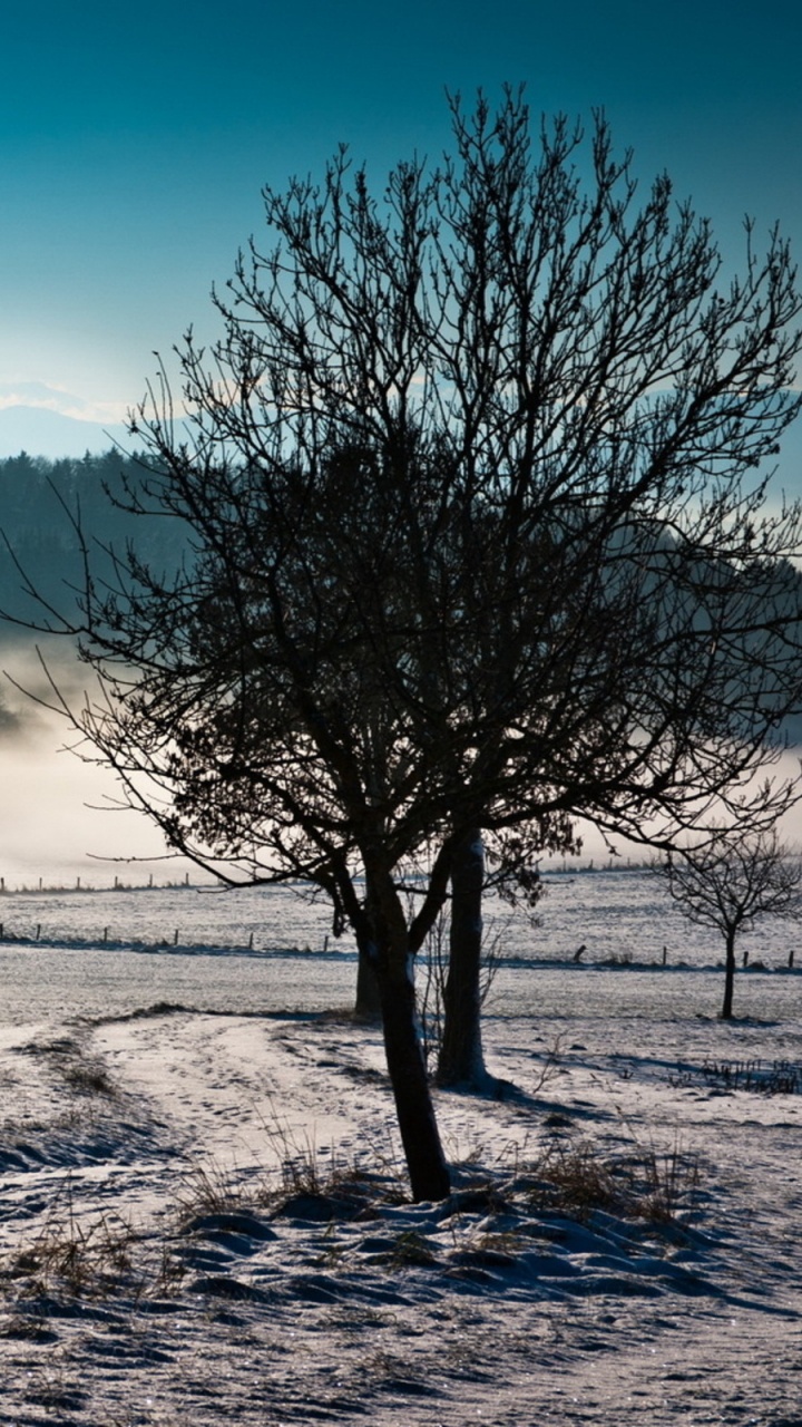 Kahler Baum Auf Schneebedecktem Boden Unter Blauem Himmel Tagsüber. Wallpaper in 720x1280 Resolution