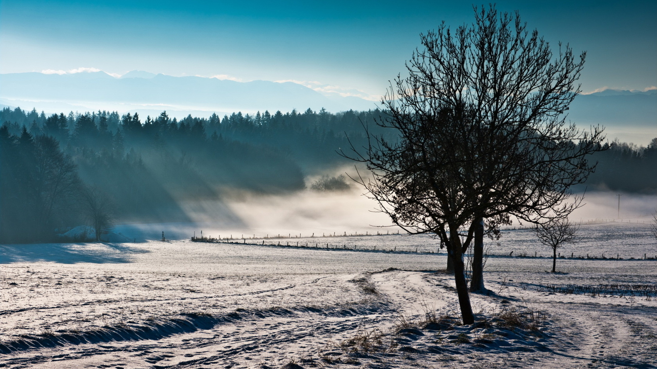 Árbol Desnudo Sobre Suelo Cubierto de Nieve Bajo un Cielo Azul Durante el Día. Wallpaper in 2560x1440 Resolution