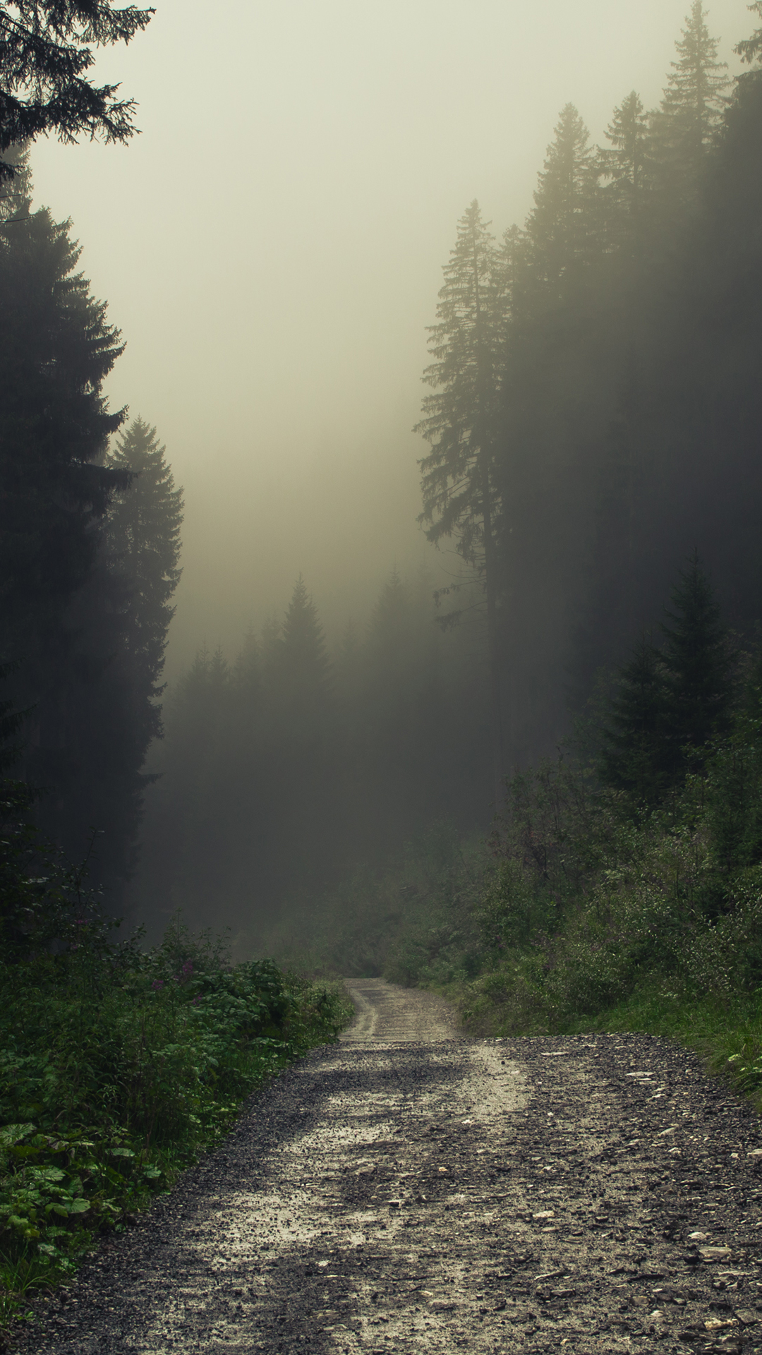 Fog, Plant, Atmosphere, Nature, Tree. Wallpaper in 1080x1920 Resolution