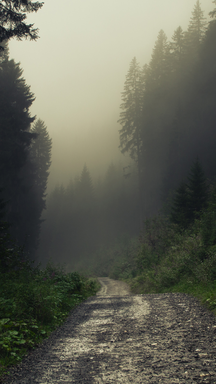 Nebel, Atmosphäre, Natur, Baum, Naturlandschaft. Wallpaper in 750x1334 Resolution
