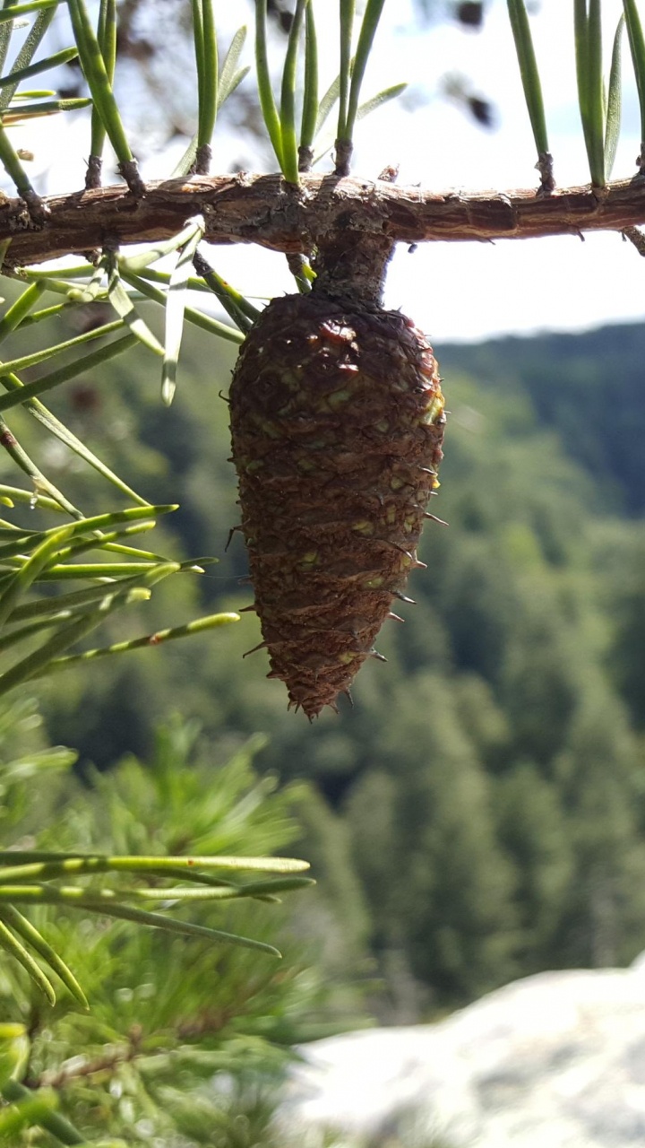 生物群落, 班夫, 松的家庭, Fir, 工厂 壁纸 720x1280 允许